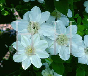 Picture of Clematis  'Guernsey Cream'