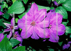Picture of Clematis (z)(Patens Group) 'Elsa Spath'