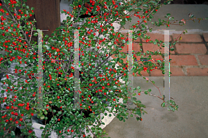 Picture of Cotoneaster nanshan 