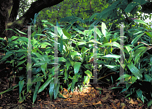 Picture of Dracaena thalioides 