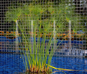 Picture of Cyperus papyrus 