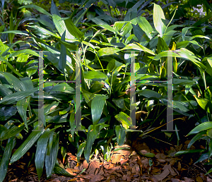 Picture of Dracaena thalioides 