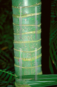 Picture of Howea forsteriana 