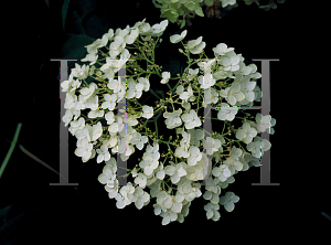 Picture of Hydrangea arborescens 'Annabelle'