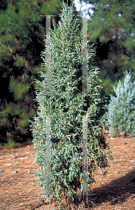 Picture of Juniperus scopulorum 'Gray Gleam'