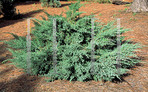 Picture of Juniperus chinensis 'Fruitlandii'