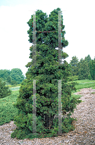 Picture of Juniperus chinensis 'Shoosmith'