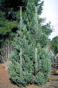 Picture of Juniperus chinensis 'Wintergreen'