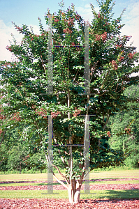 Picture of Lagerstroemia x 'Apalachee'