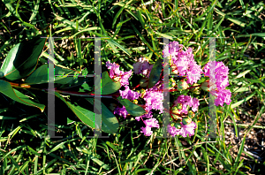 Picture of Lagerstroemia indica 'Cordon Bleu'