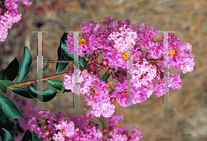 Picture of Lagerstroemia indica 'New Orleans'