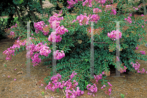 Picture of Lagerstroemia indica 'New Orleans'