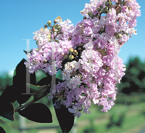 Picture of Lagerstroemia x 'Yuma'
