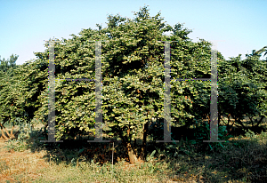 Picture of Loropetalum chinense 