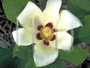 Picture of Magnolia ashei 