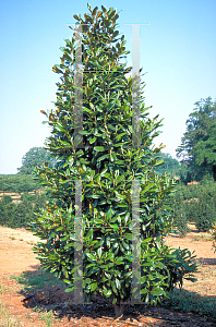 Picture of Magnolia grandiflora 'Greenback'