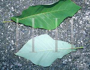 Picture of Magnolia fraseri 