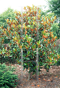 Picture of Magnolia grandiflora 'Dearing Street'