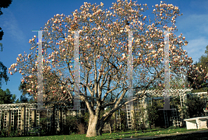 Picture of Magnolia x soulangiana 