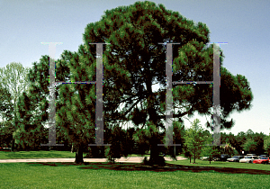 Picture of Pinus densa 