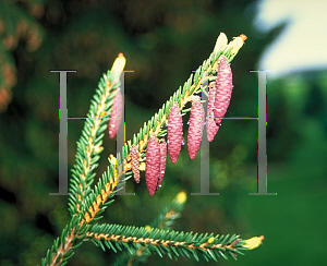 Picture of Picea orientalis 