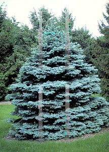 Picture of Picea pungens 'Glauca Globosa'