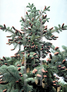 Picture of Picea pungens 'Koster'