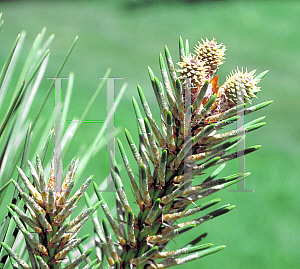 Picture of Pinus ponderosa 