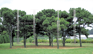 Picture of Pinus taeda 'Nana'