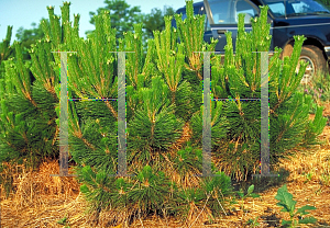 Picture of Pinus thunbergii 'Thunderhead'