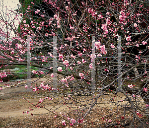 Picture of Prunus mume 
