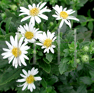 Picture of Aster  'Asran'