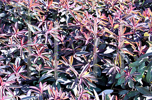 Picture of Euphorbia amygdaloides 'Purpurea'