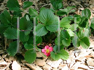 Picture of Fragaria x 'Red Ruby'