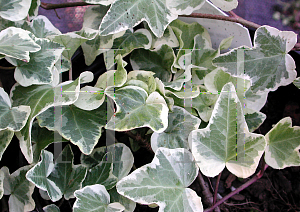 Picture of Hedera helix 'Anne Marie'