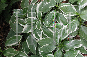 Picture of Hydrangea macrophylla 'Mariesii Variegata'