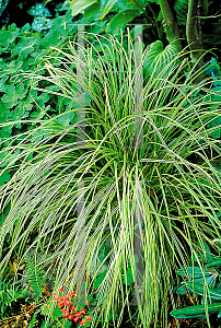 Picture of Carex hachijoensis 'Gold Strike'