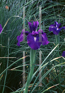 Picture of Iris latifolia 