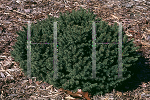 Picture of Picea abies 'Pumila'