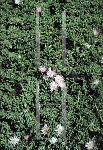 Picture of Drosanthemum hispidum 
