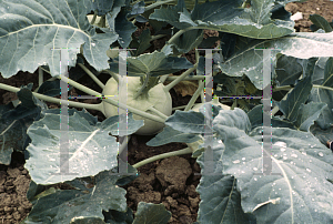 Picture of Brassica oleracea (Capitata Group) 'Kolpak'