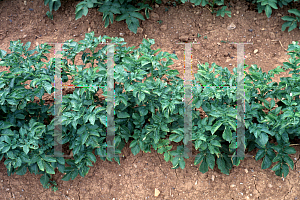 Picture of Solanum tuberosum 'Norland'