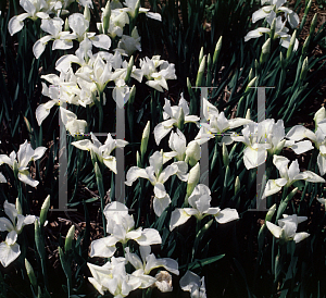 Picture of Iris sibirica 'Little White'