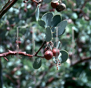 Picture of Arctostaphylos glauca 