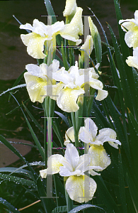 Picture of Iris sibirica 'Butter and Sugar'