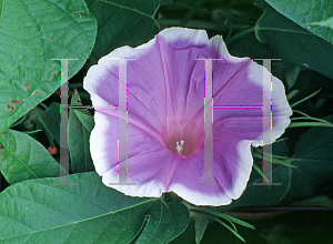 Picture of Ipomoea tricolor 'Early Call'