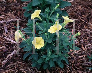 Picture of Petunia x hybrida 'Summer Sun'