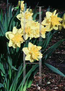 Picture of Narcissus  'Meeting'