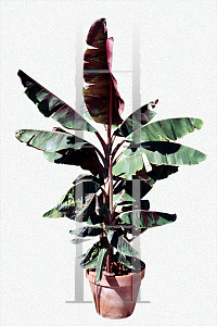 Picture of Musa acuminata 'Sumatrana'