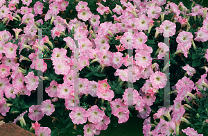 Picture of Petunia x hybrida 'Fantasy Pink Morn'